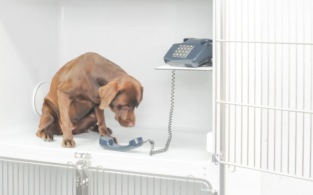 Intensovet Kontakt (Hund am Telefon)