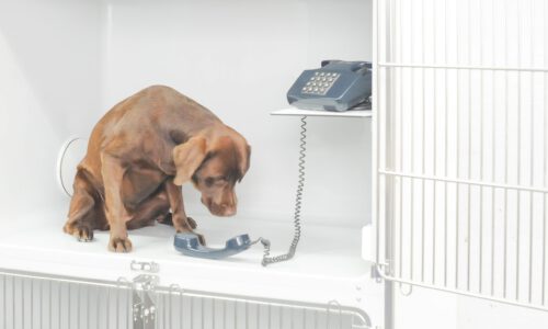 Intensovet Kontakt Intensovet Kontakt (Hund am Telefon)