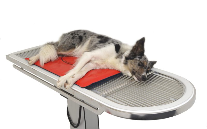 Hund auf Dormosafe Wärmematte