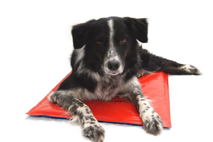 Bürohund auf Wärmematte Bürohund auf Wärmematte