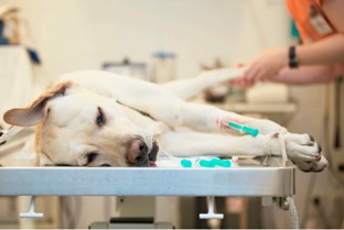 Ein Labrador liegt auf dem OP-Tisch