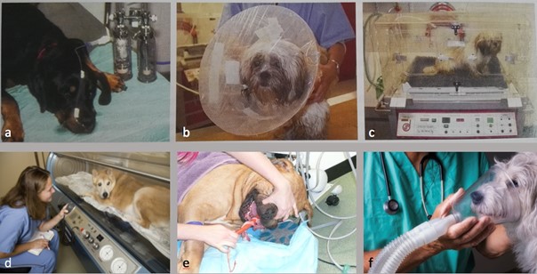 Möglichkeiten der Sauerstoffadministration