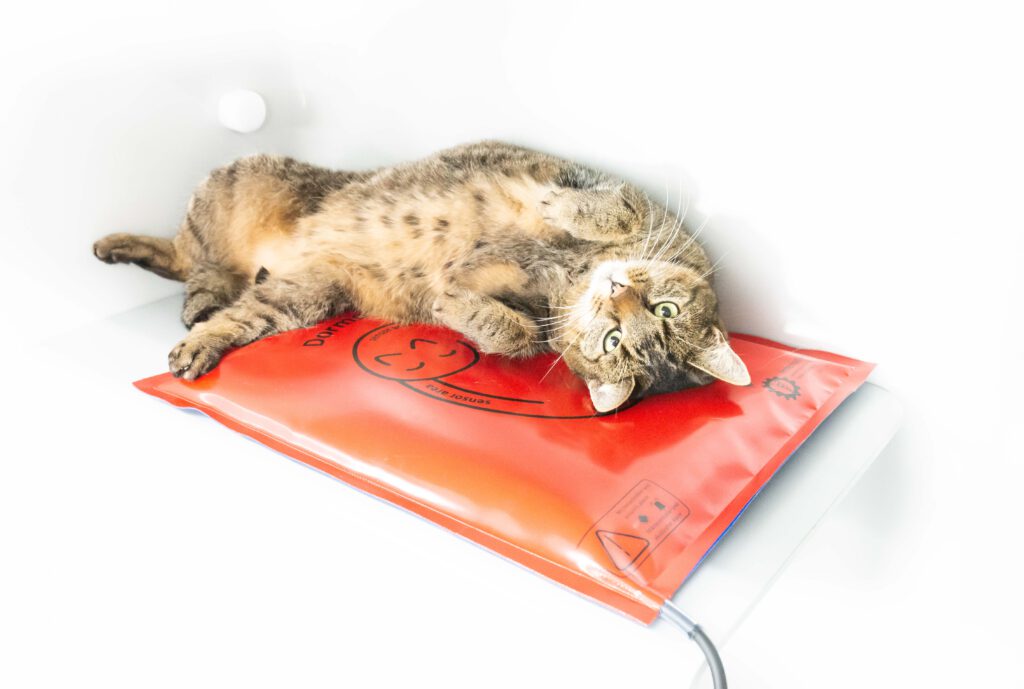 Die Katze Pepe liegt auf dem Rücken und fühlt sich wohl.